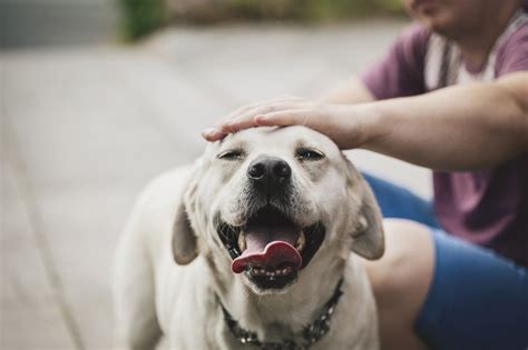 Why do dogs raise their head when you pet them?