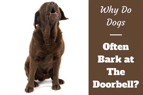 Why do dogs react to door bells?