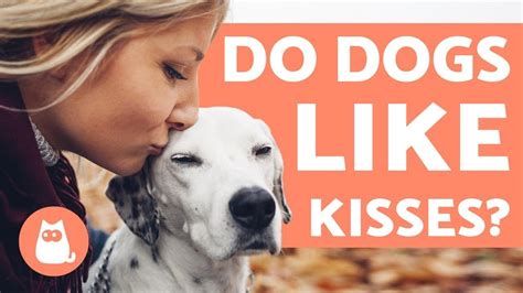 Why do dogs react to kisses?