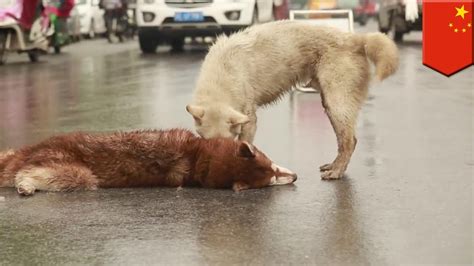 Why do dogs run away after being hit by a car?