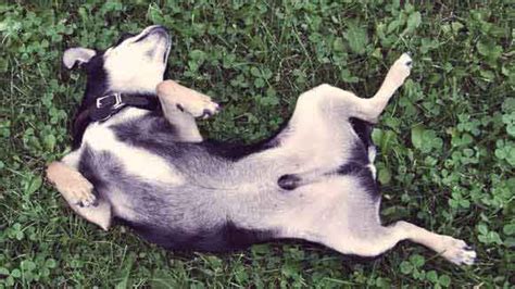 Why do dogs show their belly?