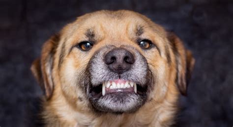 Why do dogs show their bottom teeth?