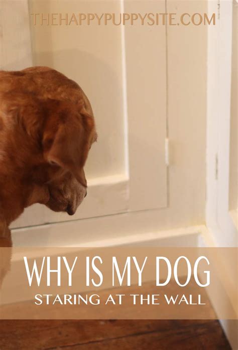 Why do dogs sit and stare at the door?