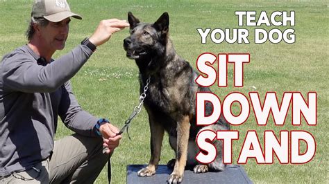 Why do dogs sit with their back to you?
