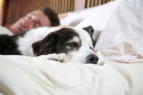 Why do dogs sleep on owners bed?