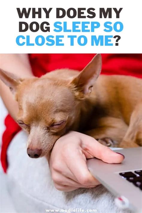 Why do dogs sleep so close to you?