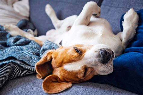 Why do dogs sleep with their backs touching you?