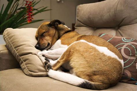 Why do dogs sleep with their bum facing you?