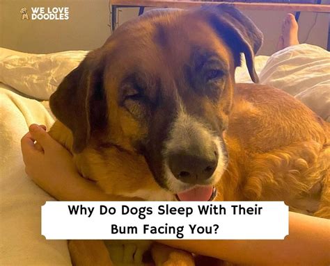 Why do dogs sleep with their bum touching you?