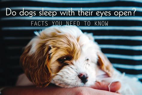 Why do dogs sleep with their eyes open?