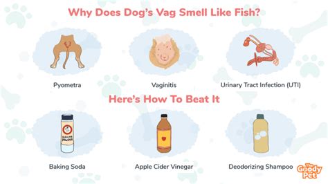 Why do dogs smell VAG?