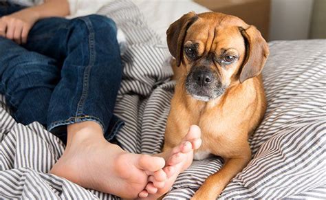 Why do dogs smell people's feet?