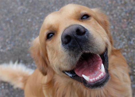 Why do dogs smile at you?