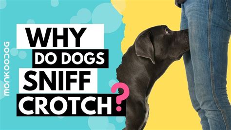 Why do dogs sniff private parts?