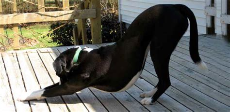 Why do dogs stretch when they see you?