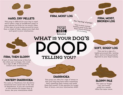 Why do dogs watch us when they poop?