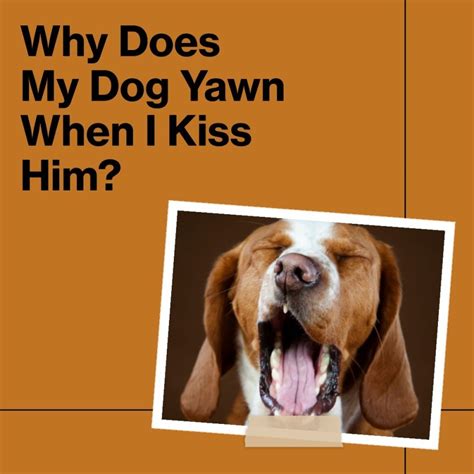 Why do dogs yawn when you kiss them?