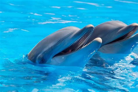 Why do dolphins like humans?