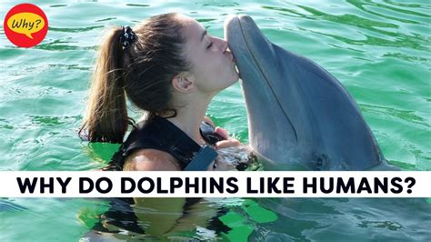 Why do dolphins like humans?