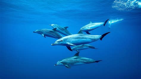 Why do dolphins swim around you?