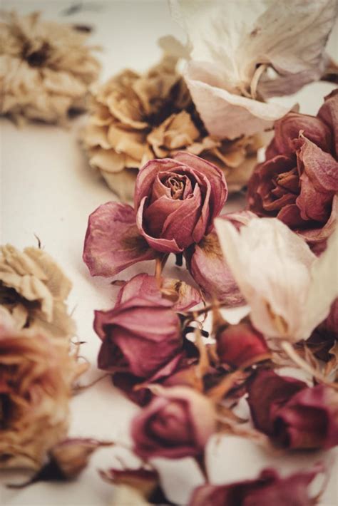 Why do dried rose petals smell bad?