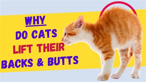 Why do female cats lift their bum?