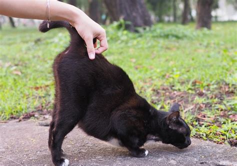 Why do female cats lift their bum when you pet them?