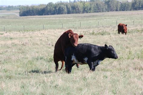 Why do female cows hump each other?