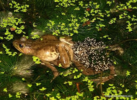 Why do female frogs lay eggs in water?