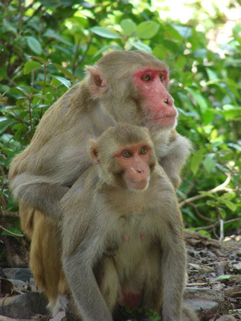 Why do female monkeys hump?