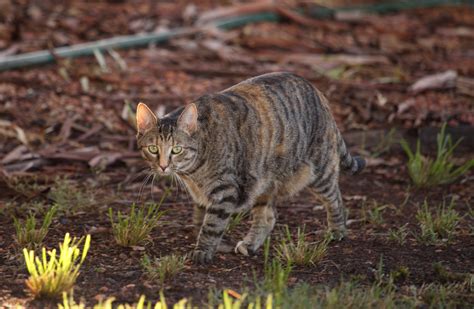 Why do feral cats only live 3 years?