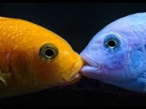 Why do fish lock lips?