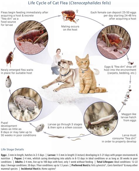 Why do fleas get worse after treatment?