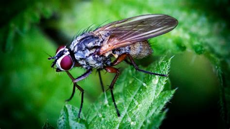 Why do flies exist?
