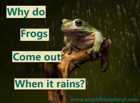 Why do frogs come around your house?