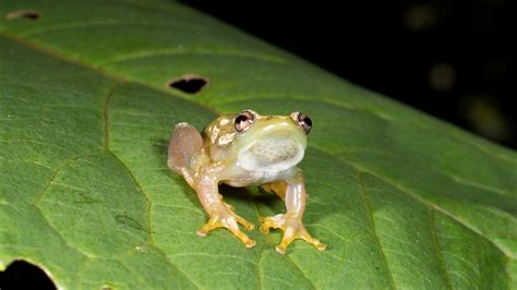 Why do frogs go silent?