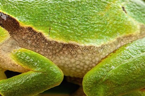 Why do frogs have pads?
