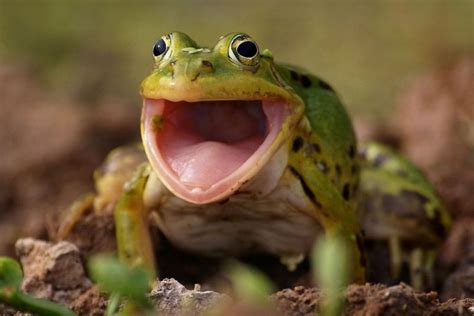 Why do frogs scream after rain?