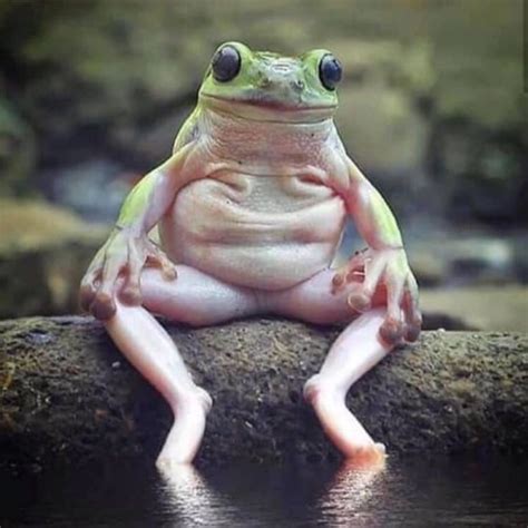 Why do frogs sit?