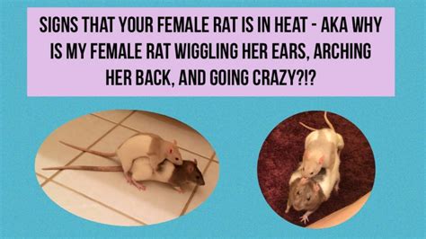 Why do girl rats hump?