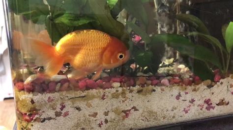 Why do goldfish sleep with eyes open?