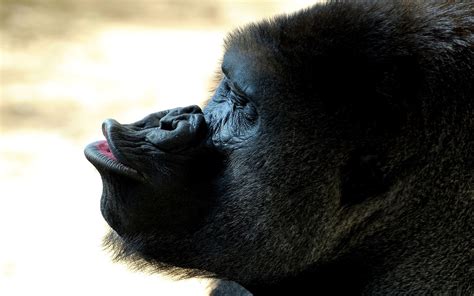 Why do gorillas give kisses?