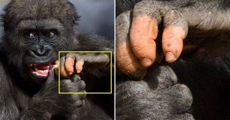 Why do gorillas have human like hands?