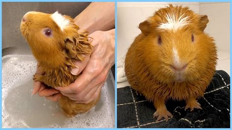 Why do guinea pigs shake after a bath?