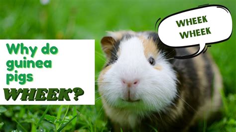 Why do guinea pigs squeak?