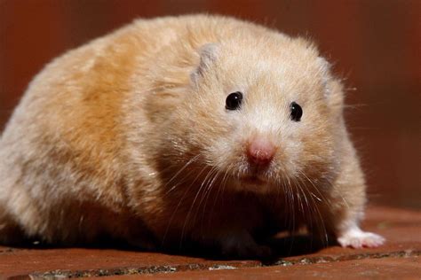 Why do hamsters gain weight?