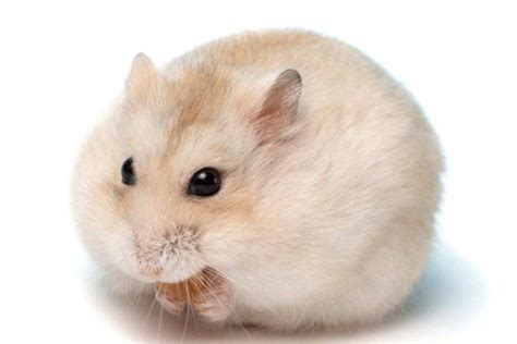 Why do hamsters like salt?