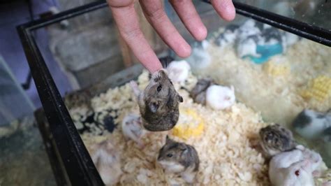 Why do hamsters nibble on your finger?
