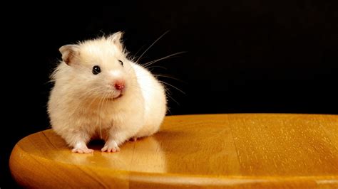 Why do hamsters stop and stare?