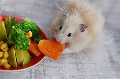Why do hamsters stop eating?